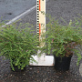 Lonicera nitida 20-25 cm C1.3