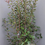 Photinia fraseri 'Red Robin' 200-250 cm container meerstammig