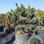 Pinus sylv. 'Watereri' 125-150 cm container 