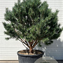 Pinus sylv. 'Watereri' 160-180 cm container meerstammig