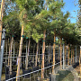 Pinus sylvestris 12-14 HO container 180 cm stam lei 150x150