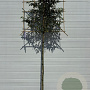 Prunus l. 'Angustifolia' 6-8 HO container lei 100x100