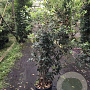 Quercus ilex 140-160 cm 30L