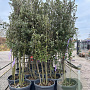 Quercus ilex 200-250 cm container meerstammig extra