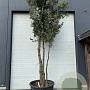 Quercus ilex 450-500 cm container meerstammig