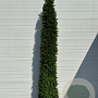 Taxus baccata 250-300 cm cont. 60L Toscaanse kegel
