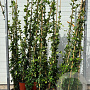 Trachelospermum jasminoides 150-175 cm 3,0L met stok
