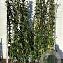 Trachelospermum jasminoides 175-200 cm 5,0L Gestokt