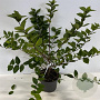 Lonicera purpusii 'Winter Beauty' 40-60 cm 4,0L