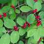 Lonicera xylosteum 150-175 cm draadkluit struik