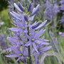 Camassia leichtlinii 'Caerulea' GM P9