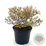Lophomyrtus ralphii Golden Dragon 25-30 cm 2,0L