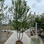 Betula albosin. 'Fascination' 250-300 cm draadkluit meerstammig