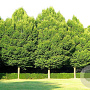 Carpinus betulus 12-14 HO container