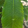 Castanea sativa 12-14 HO container