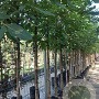 Juglans regia 12-14 HO container