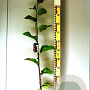 Magnolia 'Genie' 35-40 cm 2,0L