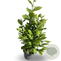 Magnolia kobus 60-80 cm 4,0L