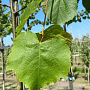 Tilia cordata 12-14 HO container