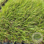 Calamagrostis acut. 'Karl Foerster' GM 2,0L