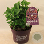 Hydrangea m. Forever & Ever Purple 30-40 cm 5,0L