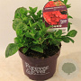 Hydrangea m. Forever & Ever Red 30-40 cm 5,0L