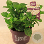 Hydrangea m. Forever & Ever White 30-40 cm 5,0L