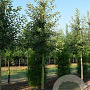 Malus 'Evereste' 125-150 cm 20L