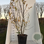 Magnolia st. 'Royal Star' 125-150 cm 20L