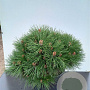 Pinus dens. 'Tamoyosho Compacta' 60-80 cm cont. 80L breed