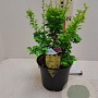 Berberis thunb. 'Maria' 20 cm 3,0L