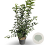 Malus 'Red Sentinel' 100-120 cm 12L