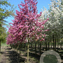 Malus 'Rudolph' 300-350 cm draadkluit meerstammig