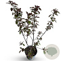 Malus toringo 'Scarlett' 60-80 cm 4,0L