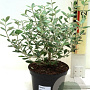 Olearia traversii 30-40 cm 2,0L