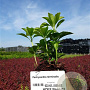 Pachysandra terminalis plantgoed P9