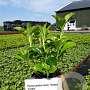 Pachysandra term. 'Green Carpet' plantgoed P9