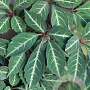 Parthenocissus henryana 70-80 cm 2,5L