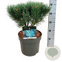 Pinus sylv. 'Watereri' 25-30 cm 7,5L