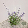 Perovskia 'Blue Spire' 40-45 cm 2,5L