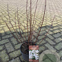 Philadelphus 'Belle Etoile' 40-60 cm 4,0L