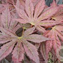 Acer pal. 'Mirte' 200-250 cm cont. 80L