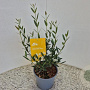 Phillyrea ang. 'Green Line' 40-45 cm 2,5L
