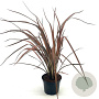 Phormium 'Pink Panther' 30-40 cm 2,0L