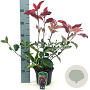 Photinia fraseri 'Camilvy' 40-50 cm 2,0L