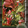 Photinia fraseri Dynamo Red 30-40 cm 2,0L