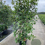 Photinia fraseri 'Red Robin' 200-225 cm 35L