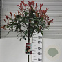 Photinia fraseri 'Red Robin' 180 cm stam 12L