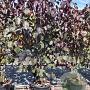 Cercis can. 'Forest Pansy' 250-300 cm 50L
