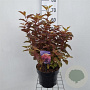 Physocarpus opulif. Little Angel 40-50 cm 5,0L